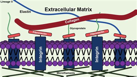 Extracellular Matrix - Biochemistry - Medbullets Step 1