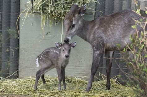 VIDEO: Baby Tufted Deer Arrives at Prospect Park Zoo - Prospect Park South - New York - DNAinfo