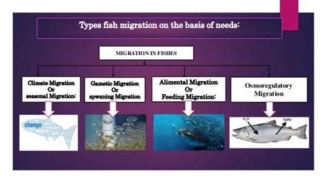 Migration of fishes and their importance of spawning migration