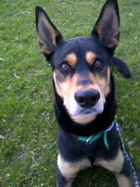 Doberman Husky Mix – Info on This Kind of Breed | Dog Breed Information