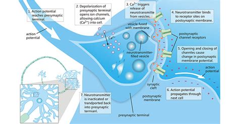 What are Neurotransmitters? How does it Work?- CUSABIO