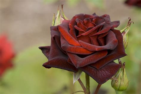 Black Rose | The blackest rose in the Portland Rose Garden. | Jeff Kramer | Flickr