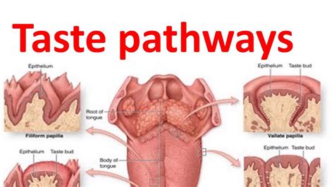 Taste Buds and Taste Pathway - Oral Pathology Idental Guide I dr. Bimal Chand I Teeth Eruption ...