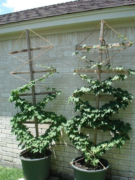 Hops In Pots Ideas Collection Hop Growing Trellis Design | Reviravoltta.com | Hops trellis ...