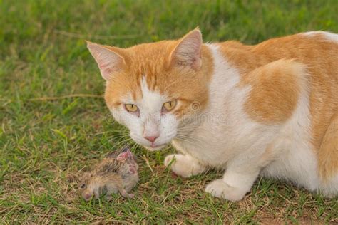 Cat eating mouse stock photo. Image of hungry, grass - 46290488