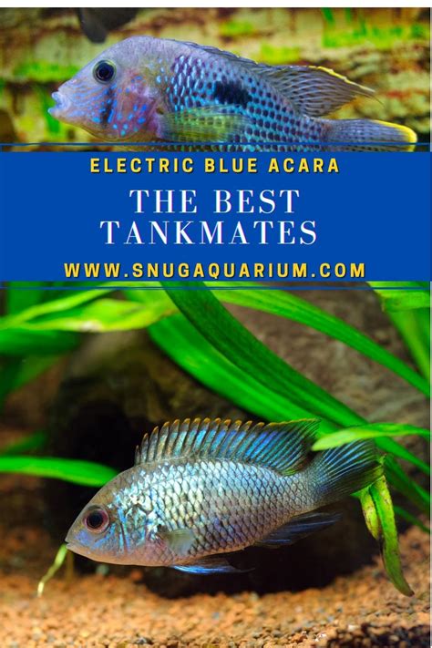 Electric Blue Acara Tank Mates:(#8 You Might NOW KNOW)