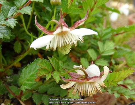 Rubus: Plant Care and Collection of Varieties - Garden.org