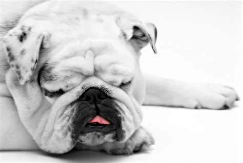 Dog Snores a Lot? (Here Are 7 Common Causes of Dog Snoring.)