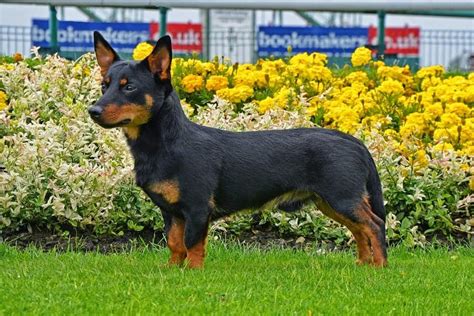 Lancashire Heeler Price and What To Look for When Buying One