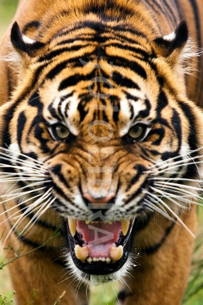 🔥 [90+] Angry Tiger Eyes Wallpapers | WallpaperSafari