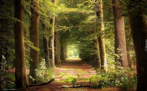 Forest Path, path, forest, branches, trees, HD wallpaper | Peakpx