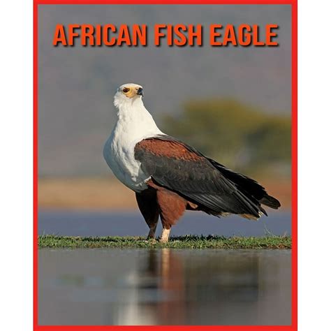 African Fish Eagle: Fun Learning Facts About African Fish Eagle (Paperback) - Walmart.com ...