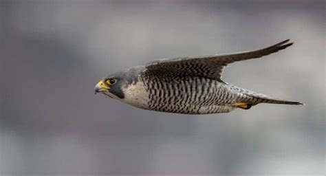 Peregrine Falcon Pictures - AZ Animals