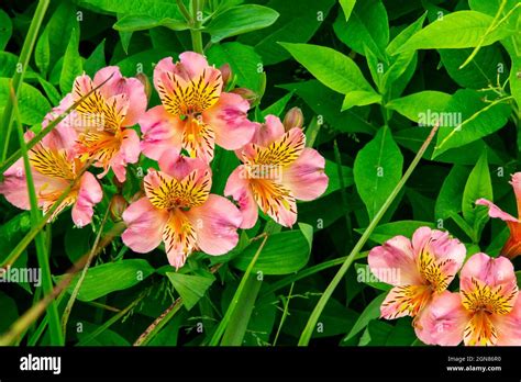 Family alstroemeriaceae hi-res stock photography and images - Alamy