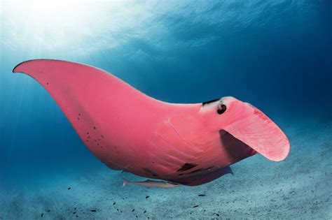 Diver captures photos of world’s only known pink manta ray