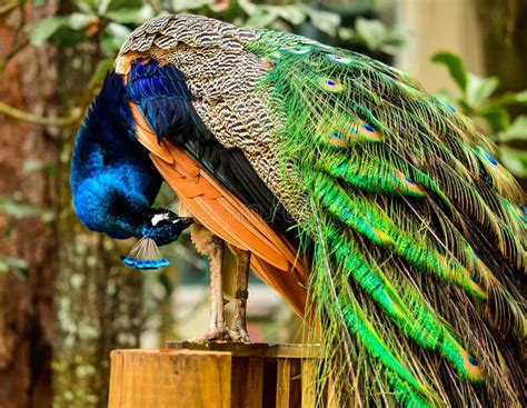 A Beautiful Peacock In Its Habitat Stock Image - Image of fans, bird: 83546091