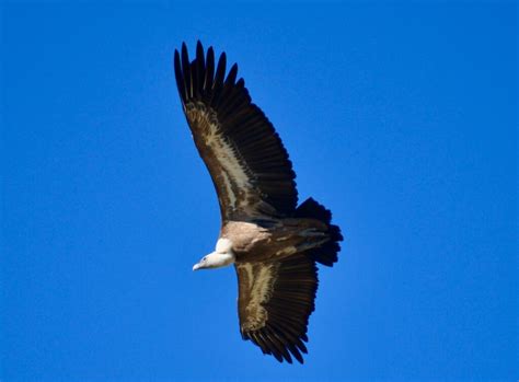 The Eagle and the Condor – The Magical Universe