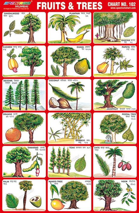 Chart 102 - Fruits & Trees