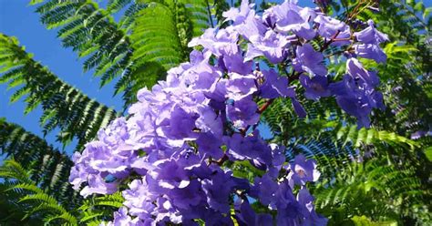 Growing Jacaranda Mimosifolia: How To Care For Blue Jacaranda Trees