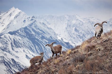 Гималайский голубой баран (Pseudois nayaur) Himalayan Blue… | Flickr