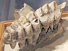 Mastodon - Wikipedia