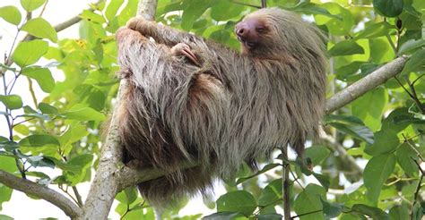 Sloth – Spirit Animal, Symbolism and Meaning