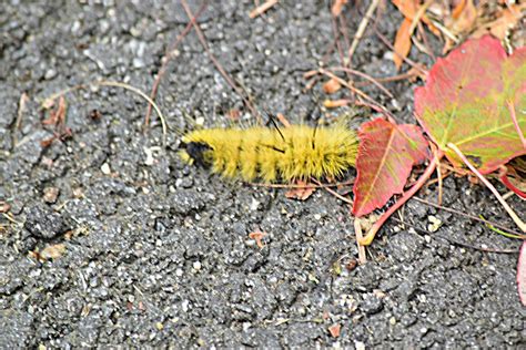 nature tales and camera trails: American Dagger Moth Caterpillar for Saturday Critters