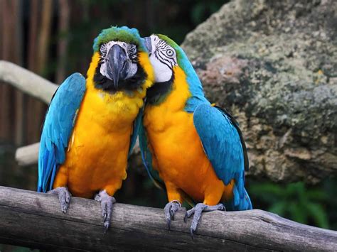 Can Macaws Talk? - Talkie Parrot