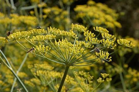 Fennel Herb - Side Effects, Uses and Benefits