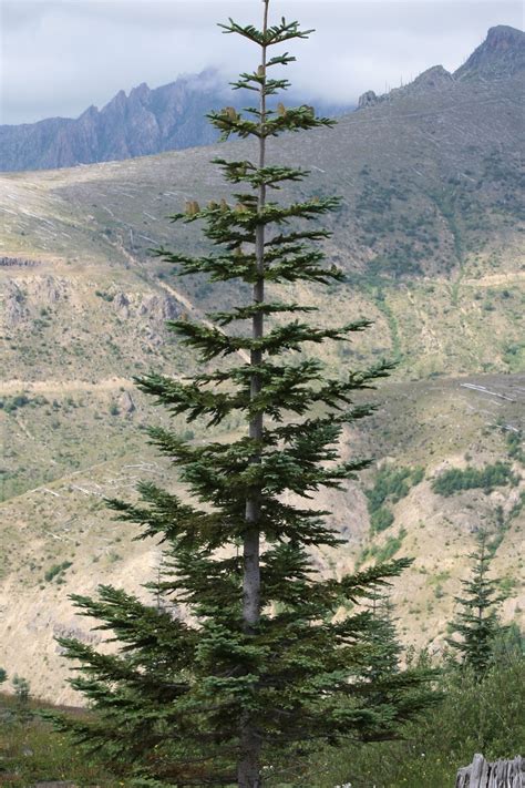 Trees Planet: Abies procera - Noble Fir - Red Fir