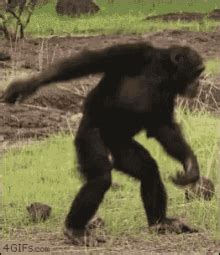 Chimpanzee GIFs | Tenor