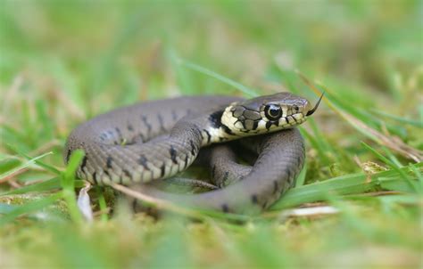 Baby Grass Snake - a photo on Flickriver