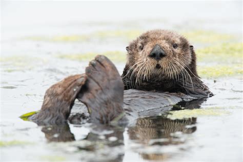 Sea otter | Animals | Monterey Bay Aquarium