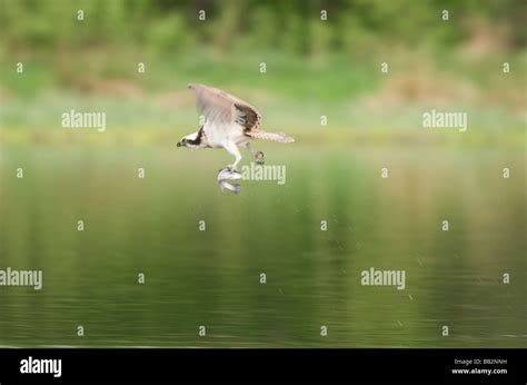 osprey catching fish Stock Photo - Alamy