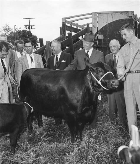 President Eisenhower Receiving An Aberdeen Angus Cow And Calf From The ...