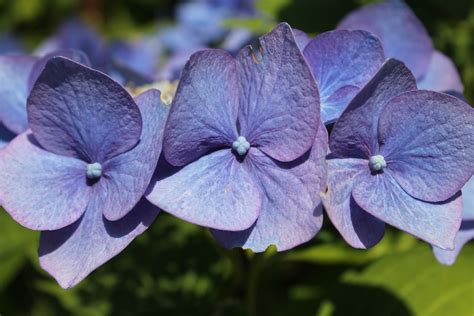 Flower Hortensia Blue - Free photo on Pixabay - Pixabay