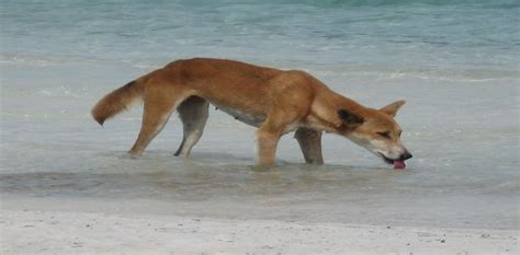 From whales to insects, the Fraser Island dingo diet is a dog’s breakfast