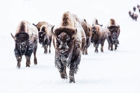 Royalty-Free photo: Herd of brown bison on brown grassfield during daytime | PickPik