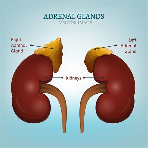 Adrenal gland function - trackingklo