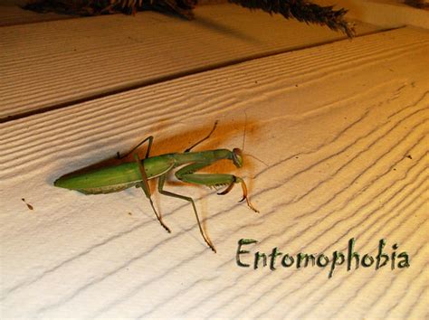 Entomophobia | photoed by: Joshua Snyder | kwdp09 | Flickr