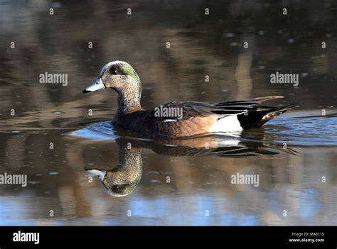 American Wigeon (male Stock Photo - Alamy