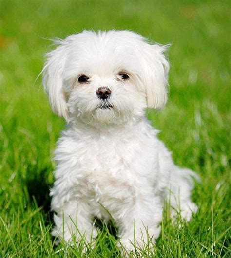 Maltipoo Breeders | Maltipoo