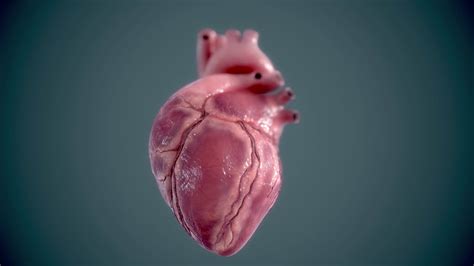 3D Human heart - Heartbeat animation 2 - YouTube