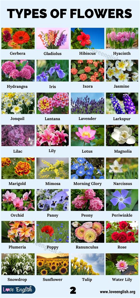 Types of Flowers: 70 Different Types of Flowers in the World - Love English