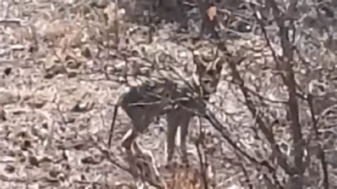 Coyote pup with signs of mange spotted in Colorado Springs