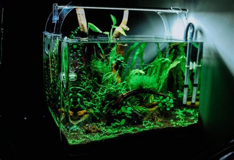 Stay At Home Projects: How To DIY A Glass Aquarium - TheSite.org