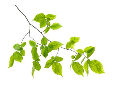 Green Leaf Branch Png - Clip Art Library