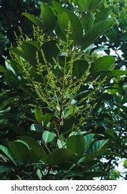 Rambutan Tree Nephelium Lappaceum Flowers On Stock Photo 2200568037 | Shutterstock