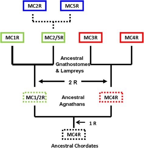 Frontiers | Observations on the Evolution of the Melanocortin Receptor Gene Family: Distinctive ...