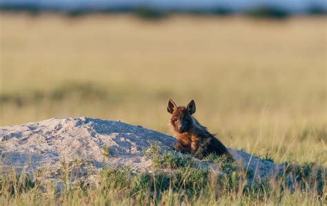 Discovering the Kalahari Desert | African Wildlife Safaris